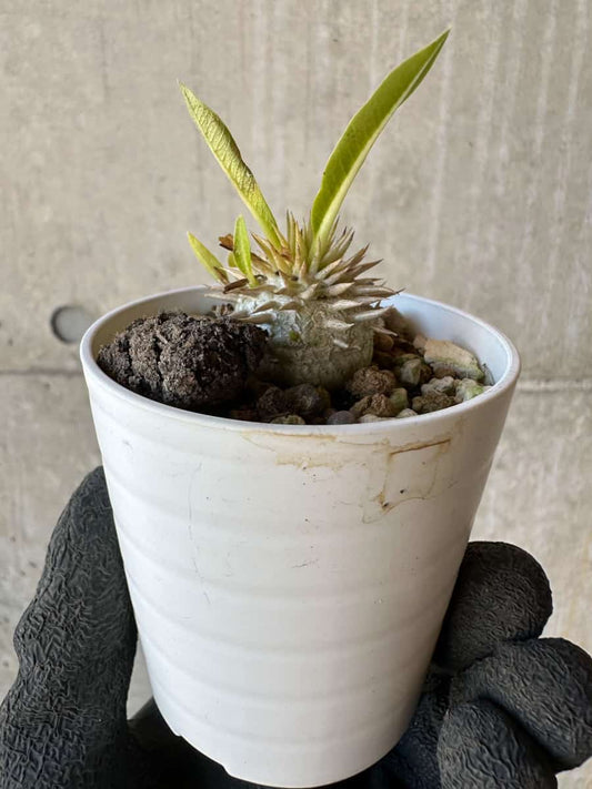 【現品限り】パキポディウム・恵比寿大黒 デンシカウレ【G20】 Pachypodium Densicaule
