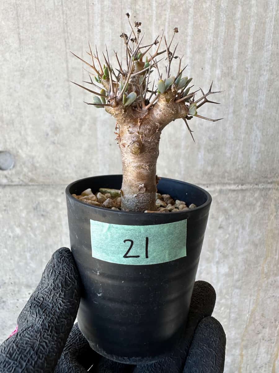 【現品限り】オトンナ・ユーフォルビオイデス【G21】 Othonna euphorbioides