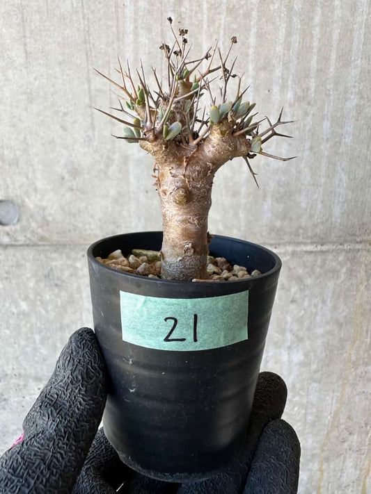 【現品限り】オトンナ・ユーフォルビオイデス【G21】 Othonna euphorbioides