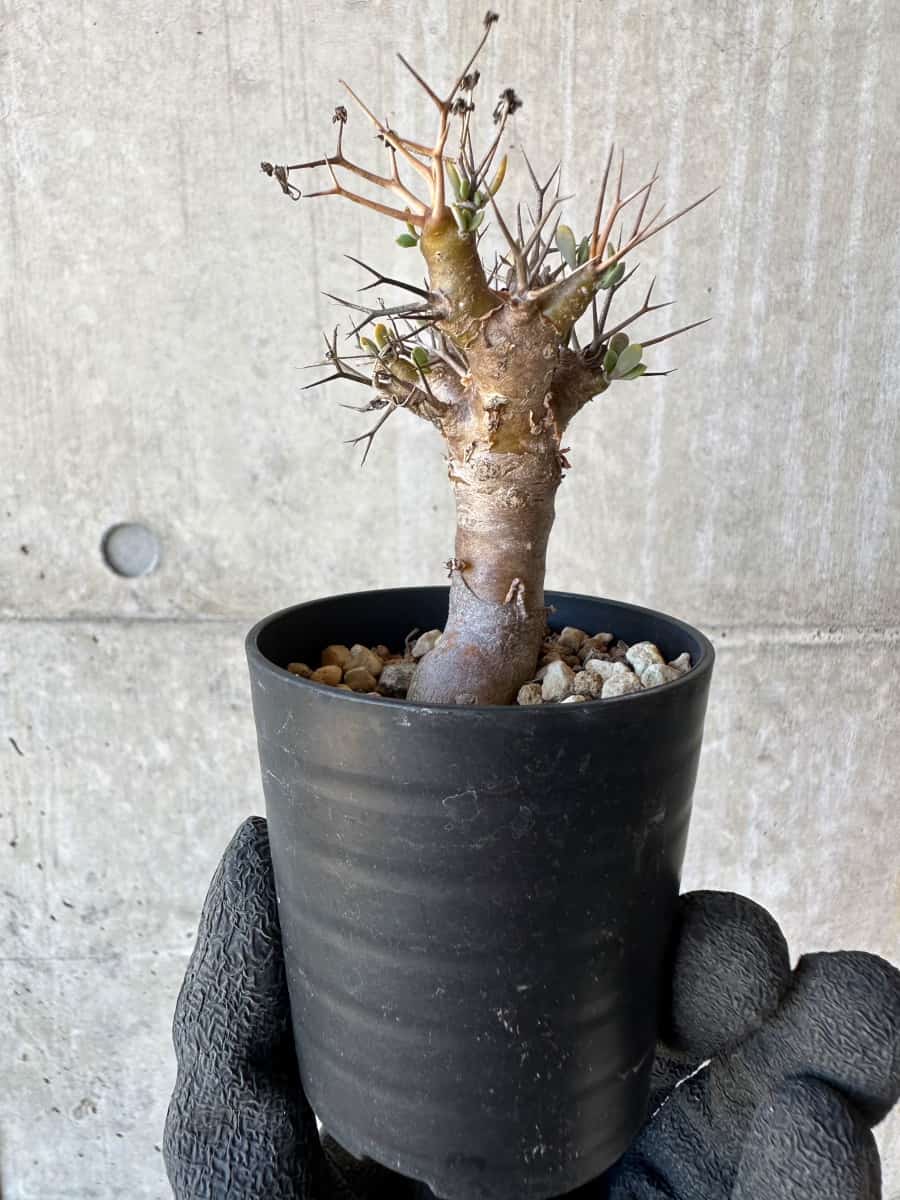 【現品限り】オトンナ・ユーフォルビオイデス【G21】 Othonna euphorbioides