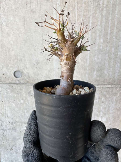【現品限り】オトンナ・ユーフォルビオイデス【G21】 Othonna euphorbioides