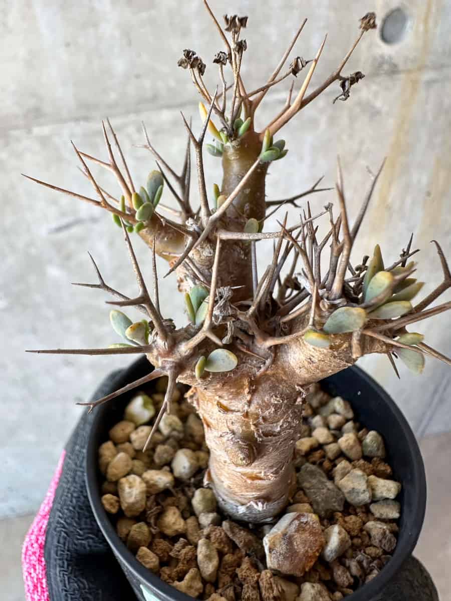 【現品限り】オトンナ・ユーフォルビオイデス【G21】 Othonna euphorbioides