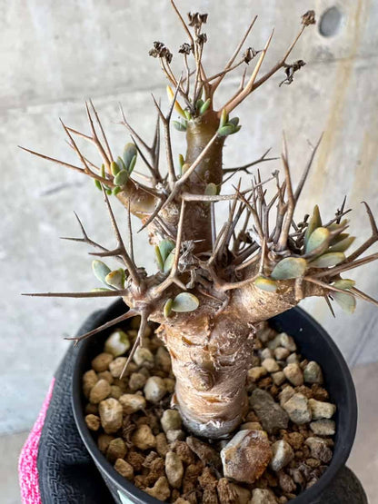 【現品限り】オトンナ・ユーフォルビオイデス【G21】 Othonna euphorbioides