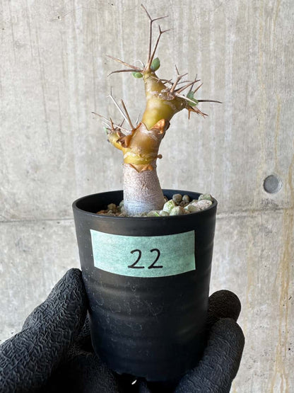 【現品限り】オトンナ・ユーフォルビオイデス【G22】 Othonna euphorbioides