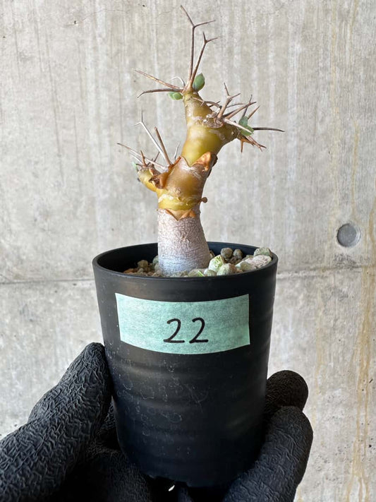 【現品限り】オトンナ・ユーフォルビオイデス【G22】 Othonna euphorbioides