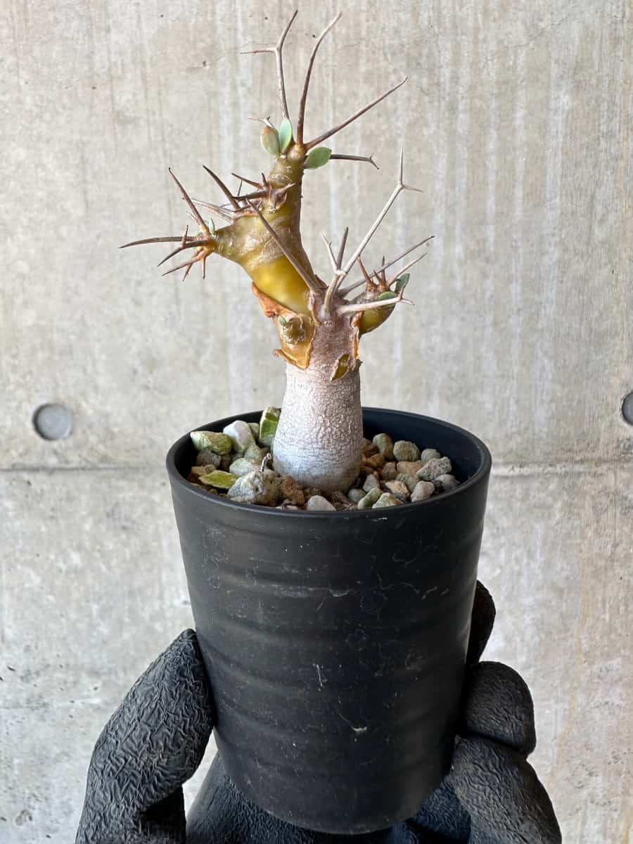 【現品限り】オトンナ・ユーフォルビオイデス【G22】 Othonna euphorbioides