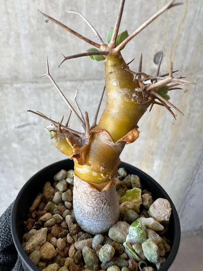 【現品限り】オトンナ・ユーフォルビオイデス【G22】 Othonna euphorbioides