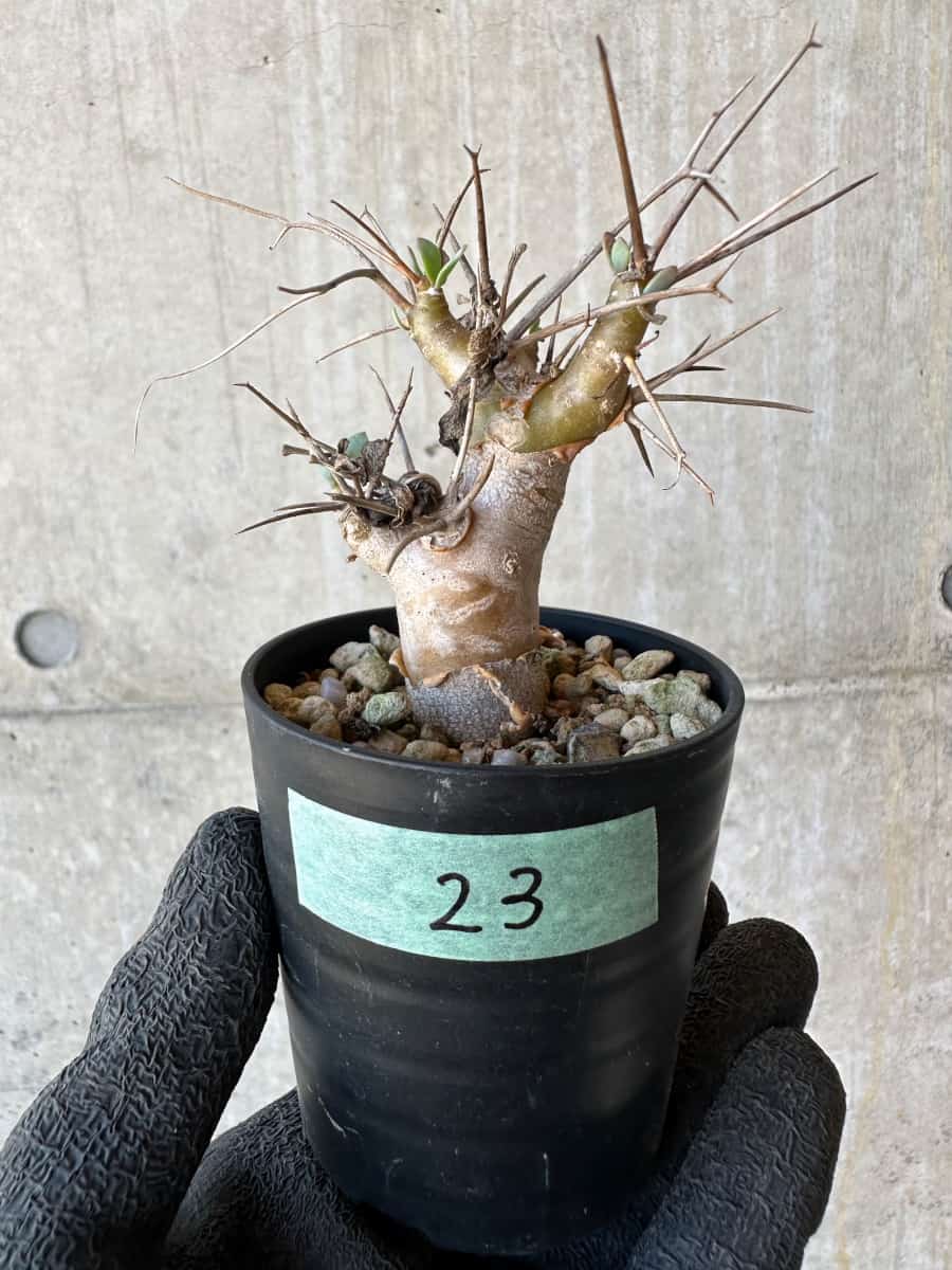 【現品限り】オトンナ・ユーフォルビオイデス【G23】 Othonna euphorbioides
