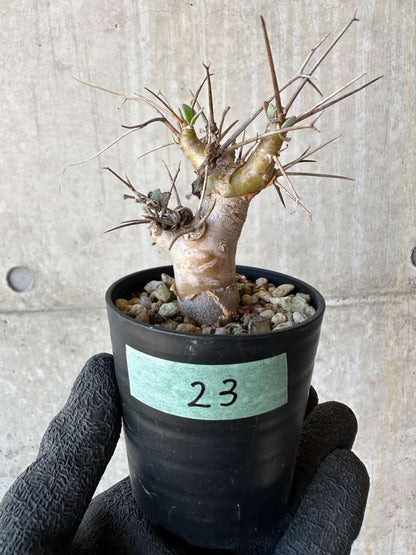 【現品限り】オトンナ・ユーフォルビオイデス【G23】 Othonna euphorbioides