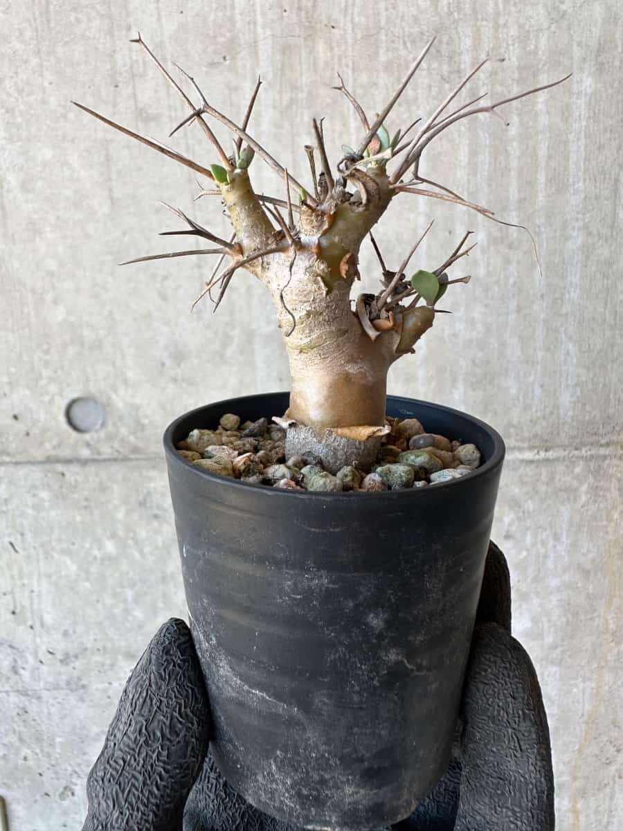 【現品限り】オトンナ・ユーフォルビオイデス【G23】 Othonna euphorbioides