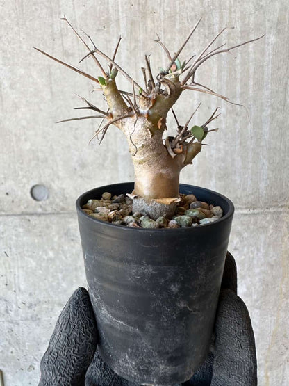 【現品限り】オトンナ・ユーフォルビオイデス【G23】 Othonna euphorbioides
