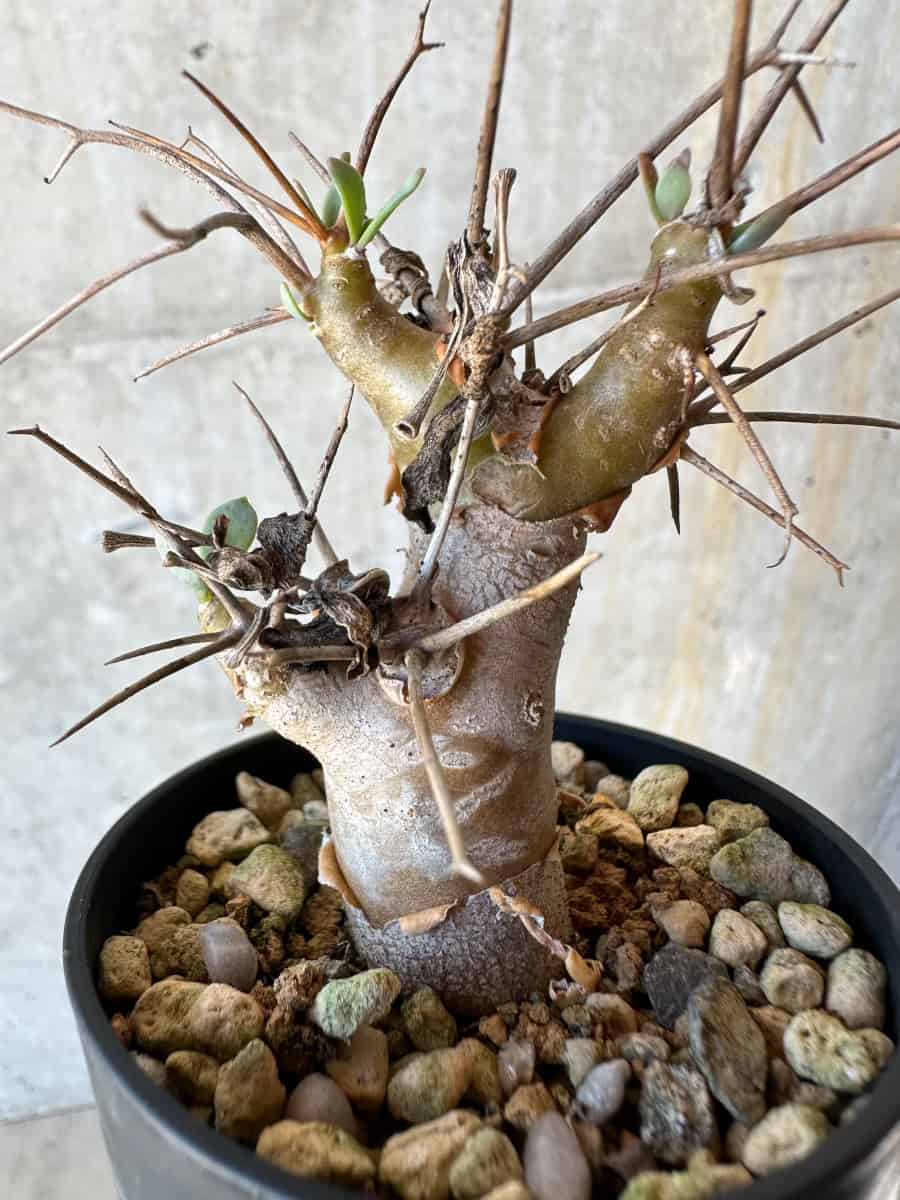【現品限り】オトンナ・ユーフォルビオイデス【G23】 Othonna euphorbioides
