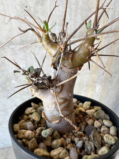 【現品限り】オトンナ・ユーフォルビオイデス【G23】 Othonna euphorbioides