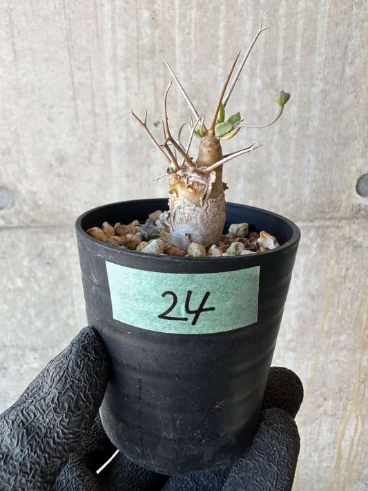 【現品限り】オトンナ・ユーフォルビオイデス【G24】 Othonna euphorbioides