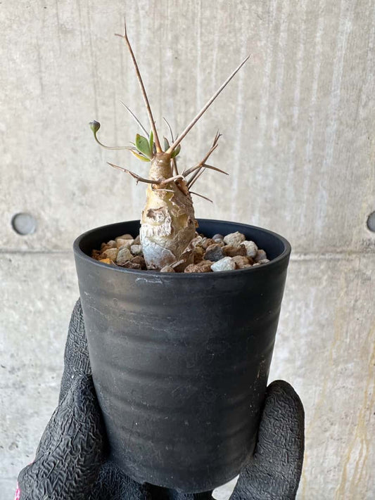 【現品限り】オトンナ・ユーフォルビオイデス【G24】 Othonna euphorbioides