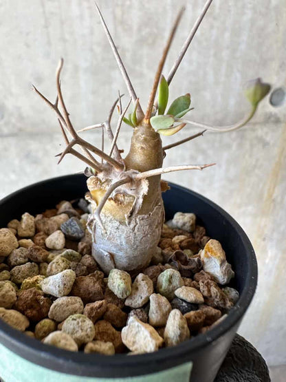 【現品限り】オトンナ・ユーフォルビオイデス【G24】 Othonna euphorbioides