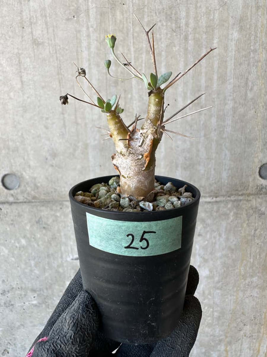 【現品限り】オトンナ・ユーフォルビオイデス【G25】 Othonna euphorbioides