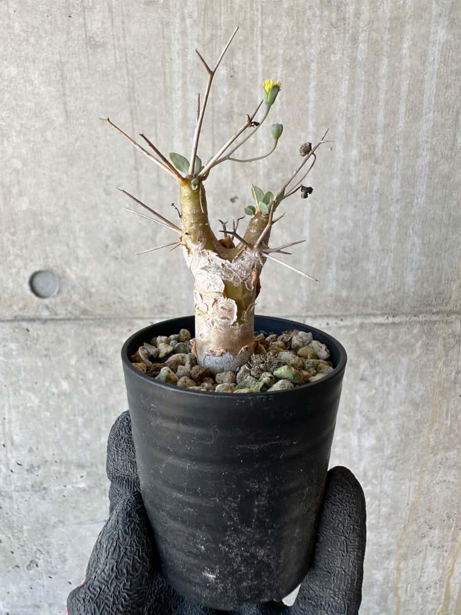 【現品限り】オトンナ・ユーフォルビオイデス【G25】 Othonna euphorbioides