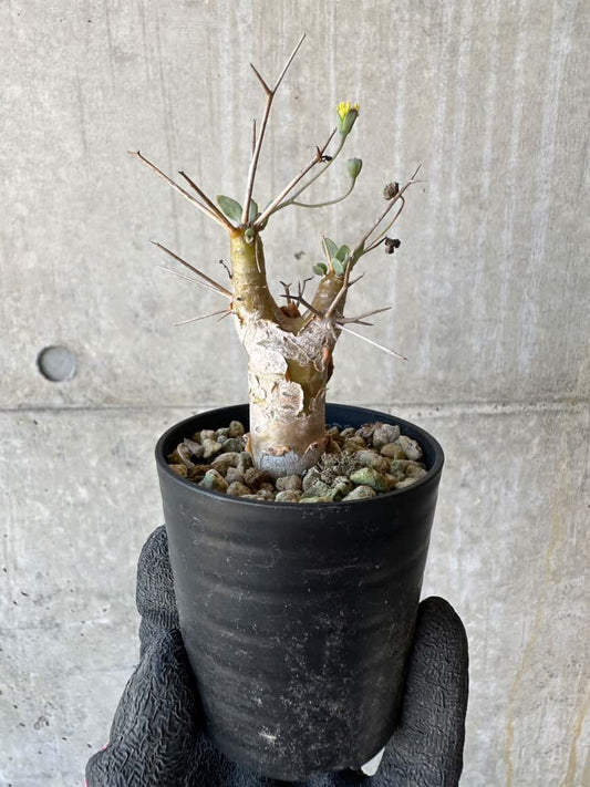 【現品限り】オトンナ・ユーフォルビオイデス【G25】 Othonna euphorbioides