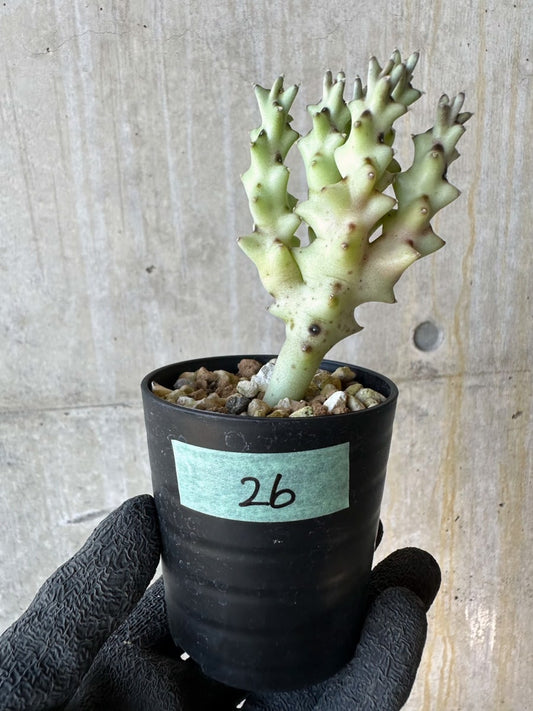 【現品限り】カラルマ・ソコトラナ【G26】 Caralluma socotrana