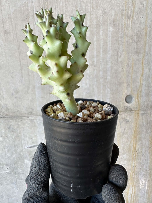 【現品限り】カラルマ・ソコトラナ【G26】 Caralluma socotrana