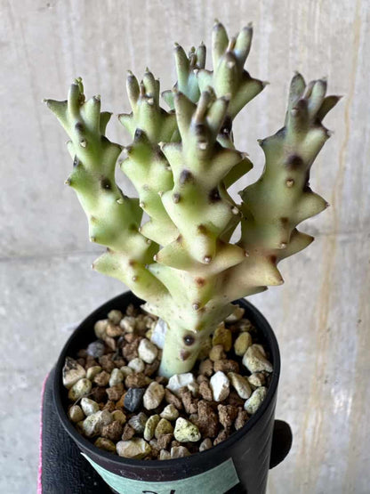 【現品限り】カラルマ・ソコトラナ【G26】 Caralluma socotrana