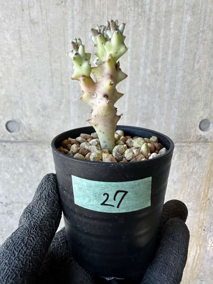 【現品限り】カラルマ・ソコトラナ【G27】 Caralluma socotrana