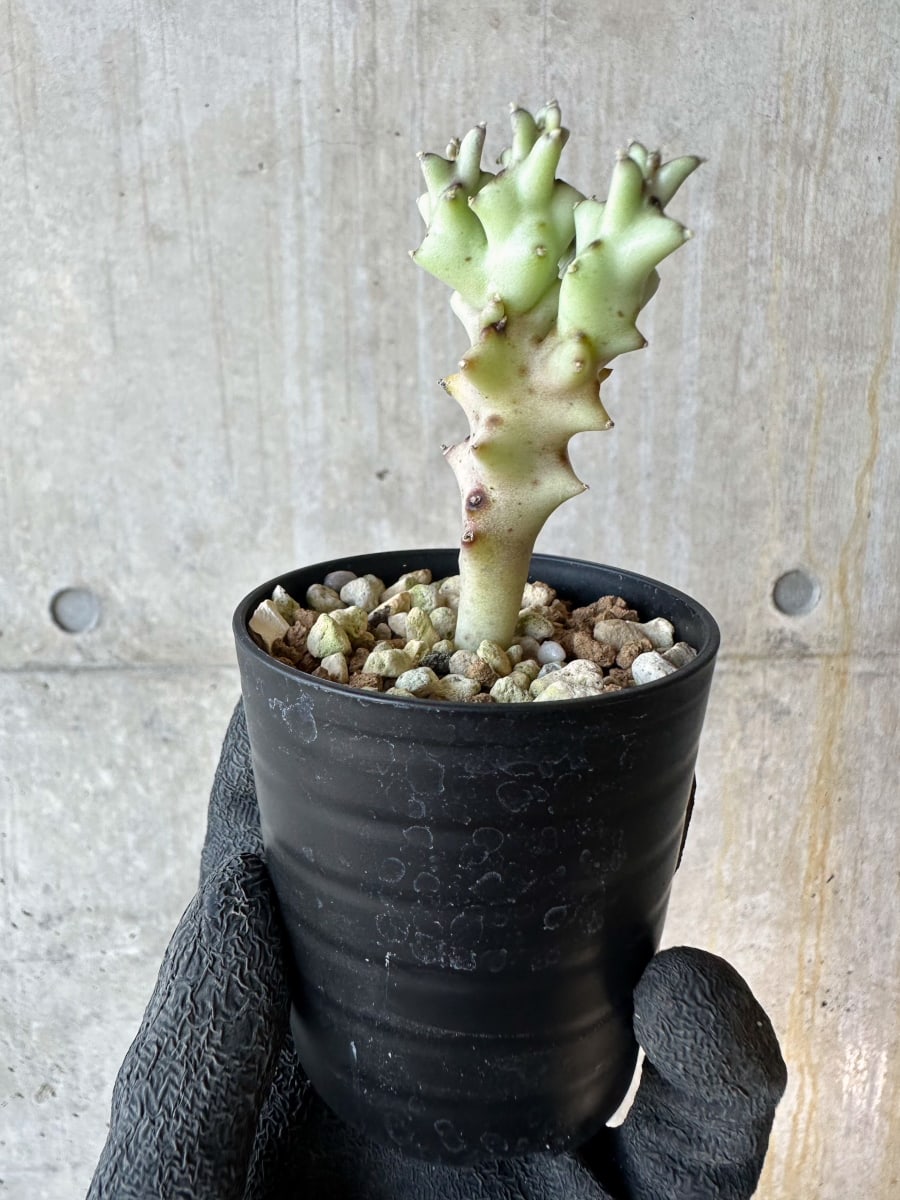 【現品限り】カラルマ・ソコトラナ【G27】 Caralluma socotrana