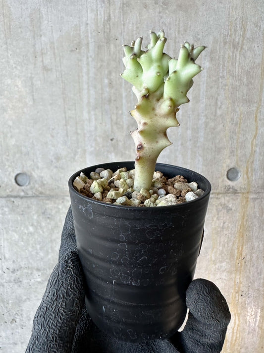 【現品限り】カラルマ・ソコトラナ【G27】 Caralluma socotrana