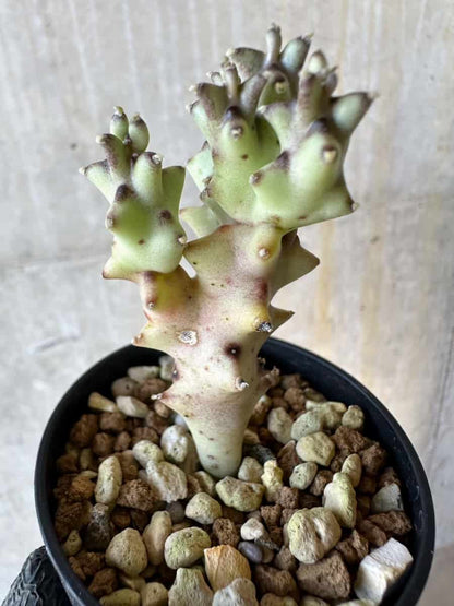 【現品限り】カラルマ・ソコトラナ【G27】 Caralluma socotrana