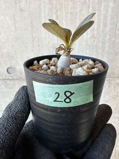 【現品限り】アデニウム・ソコトラナム【G28】 Adenium socotranum