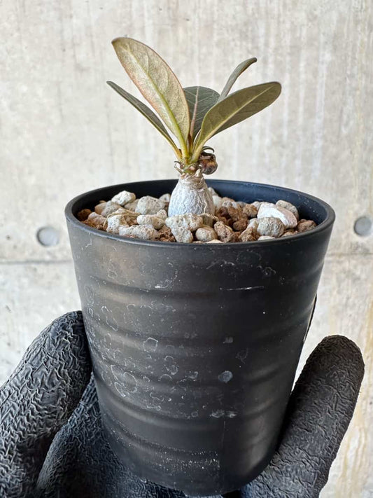 【現品限り】アデニウム・ソコトラナム【G28】 Adenium socotranum