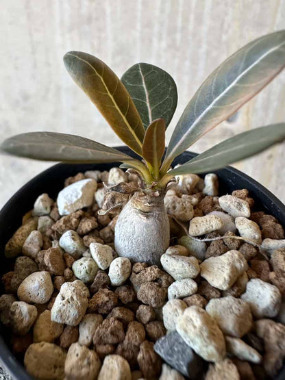 【現品限り】アデニウム・ソコトラナム【G28】 Adenium socotranum