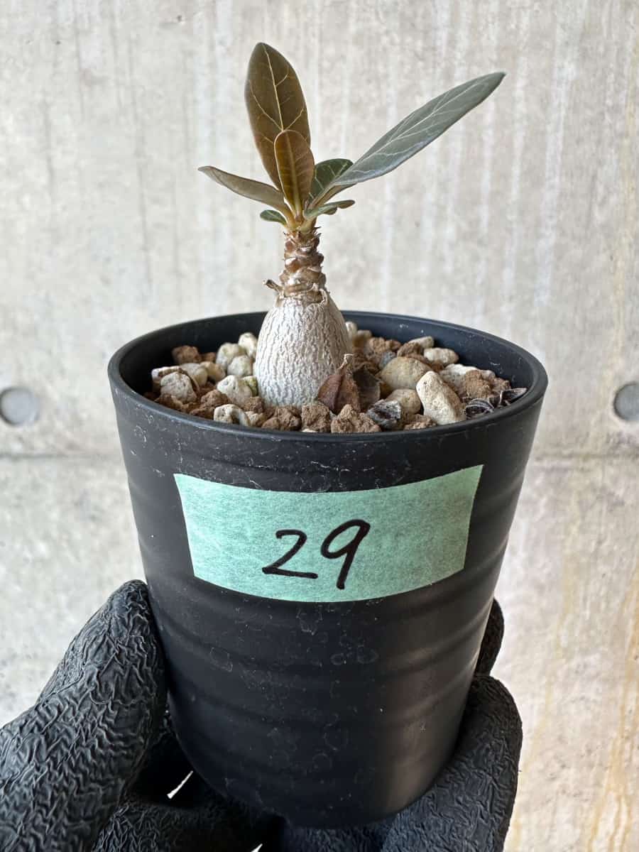 【現品限り】アデニウム・ソコトラナム【G29】 Adenium socotranum