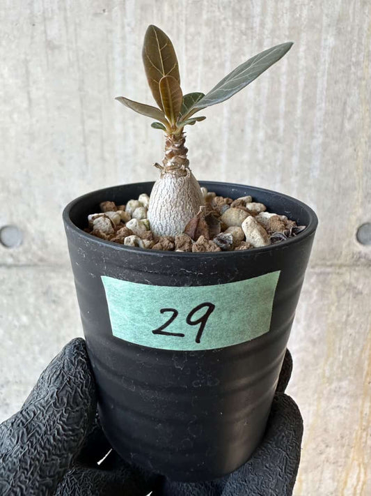 【現品限り】アデニウム・ソコトラナム【G29】 Adenium socotranum