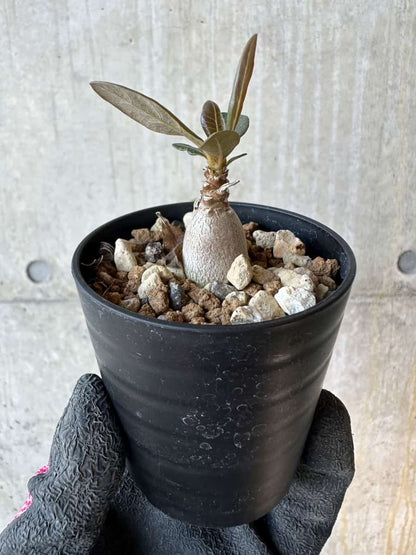 【現品限り】アデニウム・ソコトラナム【G29】 Adenium socotranum