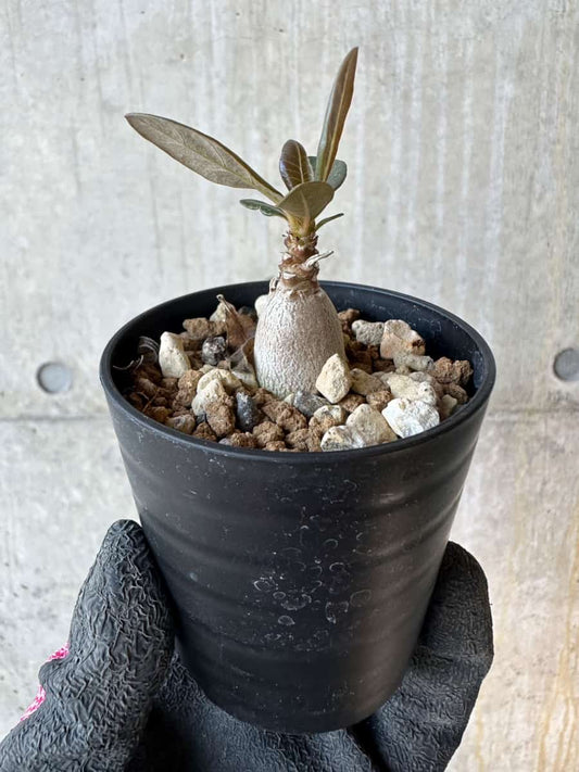 【現品限り】アデニウム・ソコトラナム【G29】 Adenium socotranum