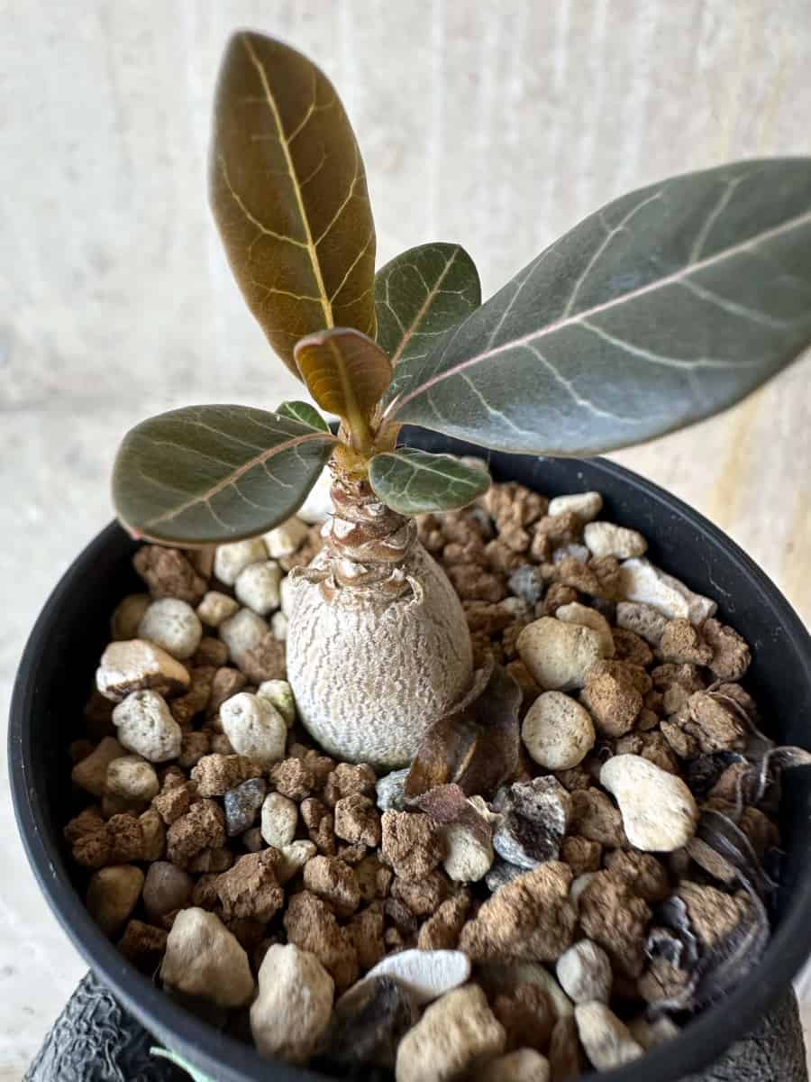 【現品限り】アデニウム・ソコトラナム【G29】 Adenium socotranum