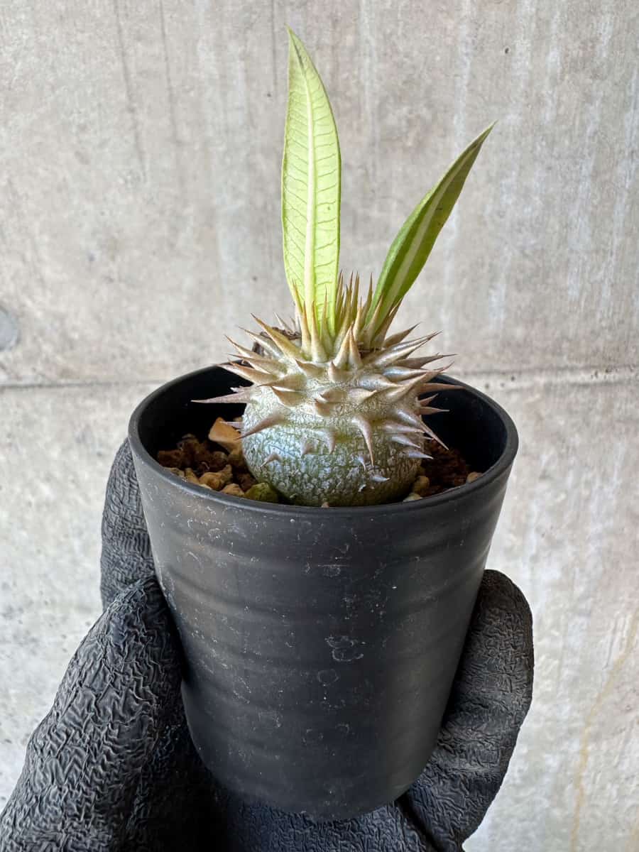 【現品限り】パキポディウム・恵比寿笑い 白花【G2】 Pachypodium brevicaule leucoxanthum