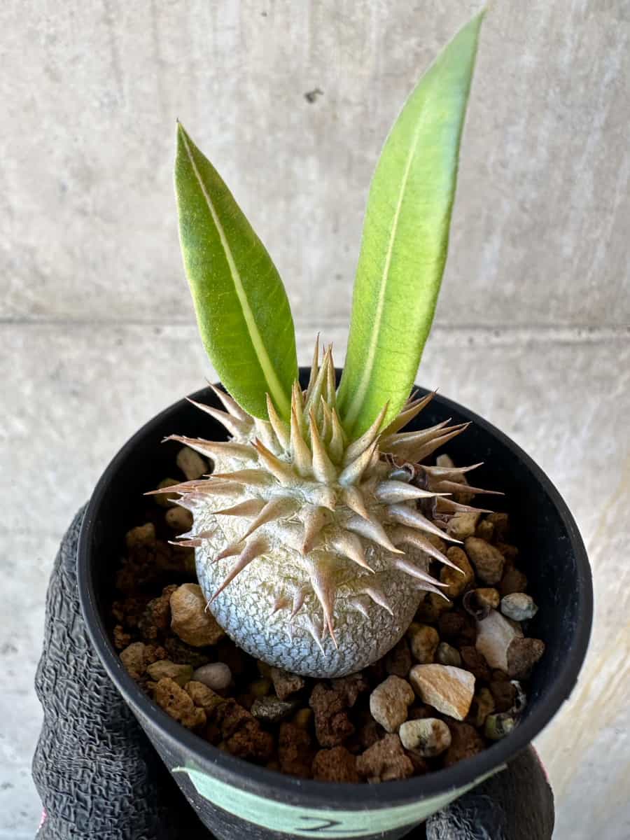 【現品限り】パキポディウム・恵比寿笑い 白花【G2】 Pachypodium brevicaule leucoxanthum