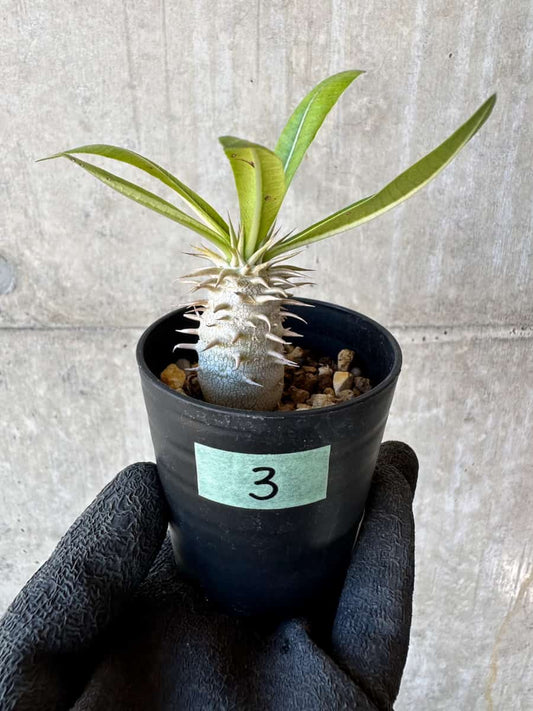 【現品限り】パキポディウム・恵比寿笑い 白花【G3】 Pachypodium brevicaule leucoxanthum