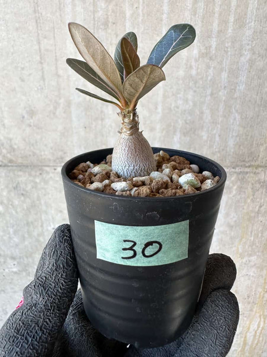 【現品限り】アデニウム・ソコトラナム【G30】 Adenium socotranum