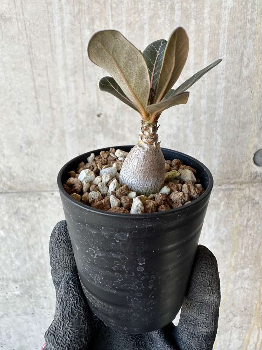 【現品限り】アデニウム・ソコトラナム【G30】 Adenium socotranum