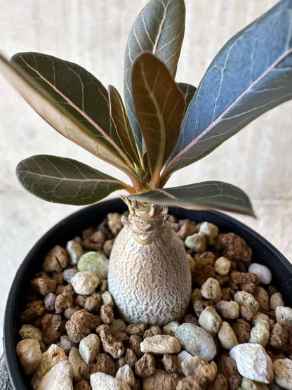 【現品限り】アデニウム・ソコトラナム【G30】 Adenium socotranum