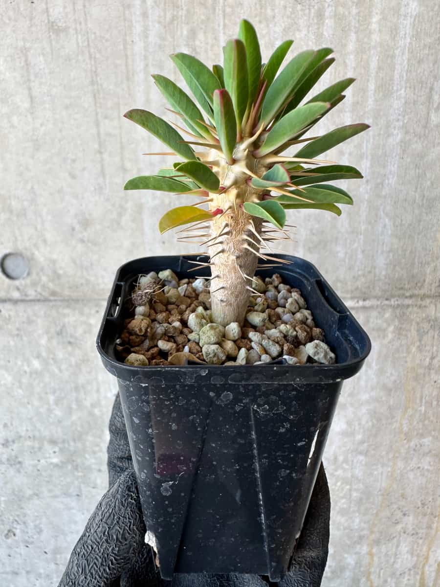 【現品限り】ユーフォルビア・ギラウミニアナ【G31】 Euphorbia guillauminiana