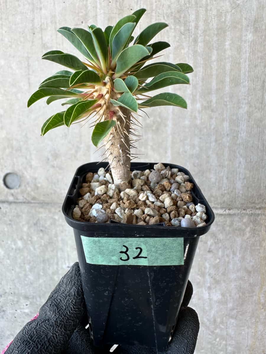 【現品限り】ユーフォルビア・ギラウミニアナ【G32】 Euphorbia guillauminiana