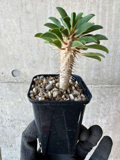 【現品限り】ユーフォルビア・ギラウミニアナ【G32】 Euphorbia guillauminiana