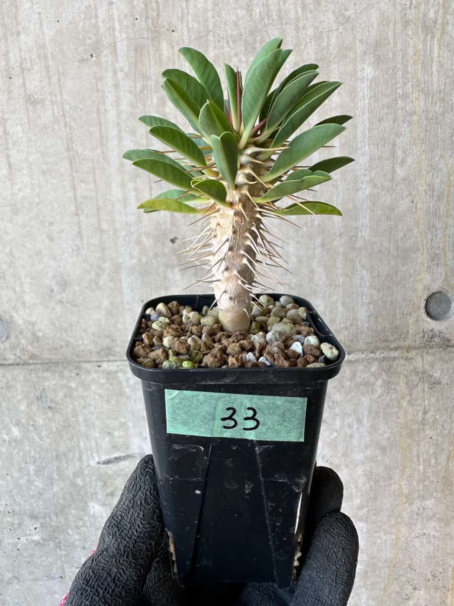 【現品限り】ユーフォルビア・ギラウミニアナ【G33】 Euphorbia guillauminiana