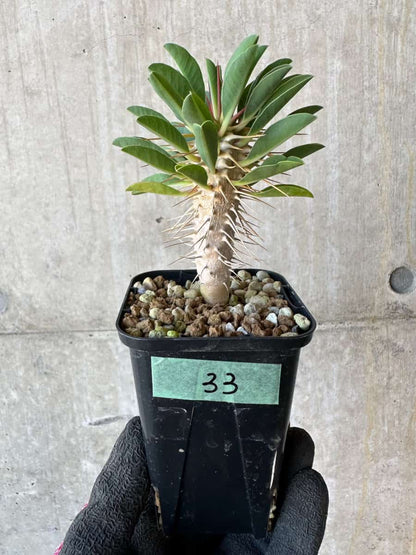 【現品限り】ユーフォルビア・ギラウミニアナ【G33】 Euphorbia guillauminiana