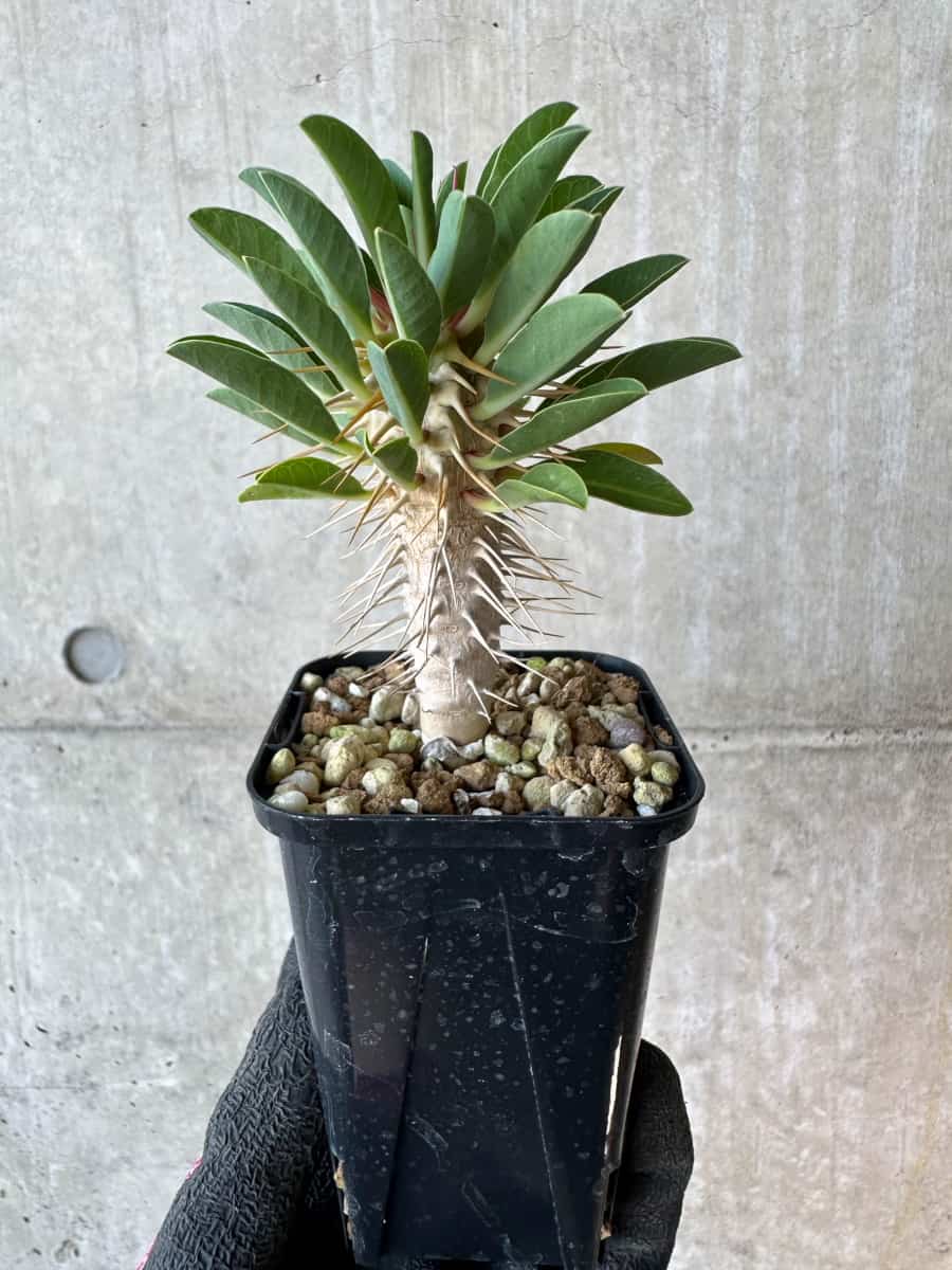 【現品限り】ユーフォルビア・ギラウミニアナ【G33】 Euphorbia guillauminiana